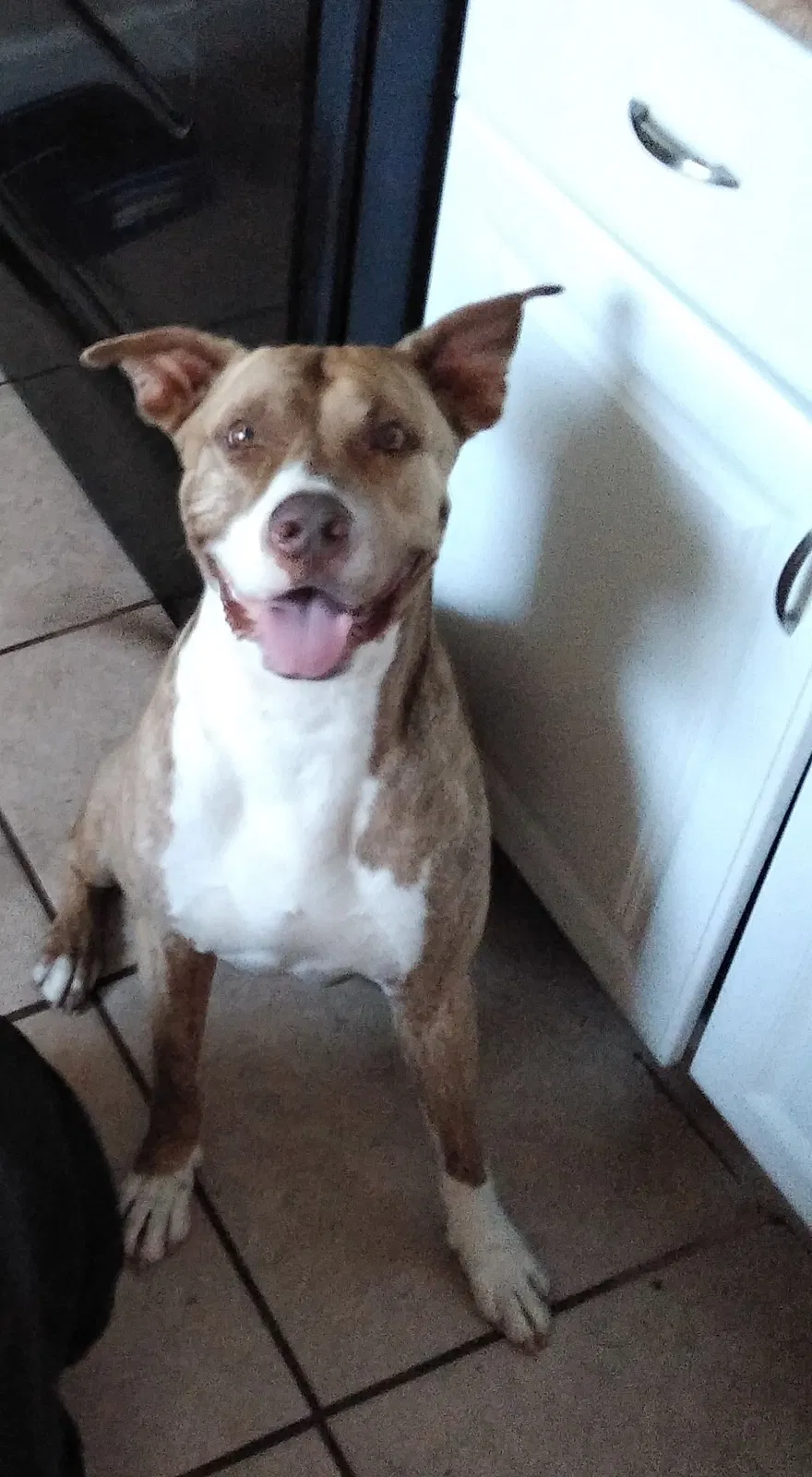 Lost dog in Eagle Lake, FL, 33839