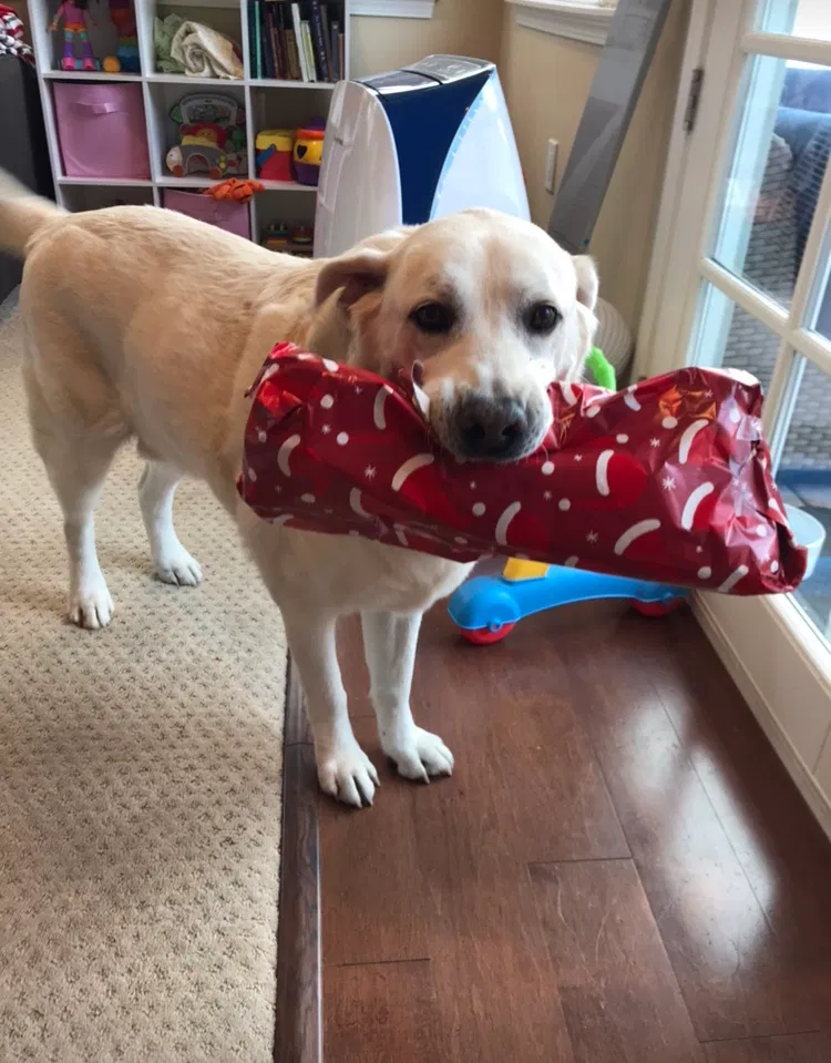 Lost dog in San Diego, CA, 92117