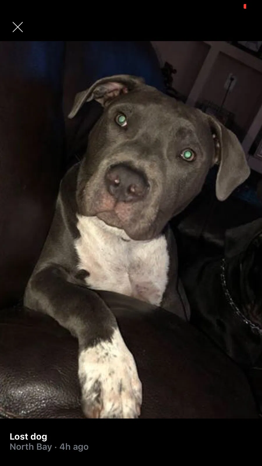 Lost dog in Orlando, FL, 32819