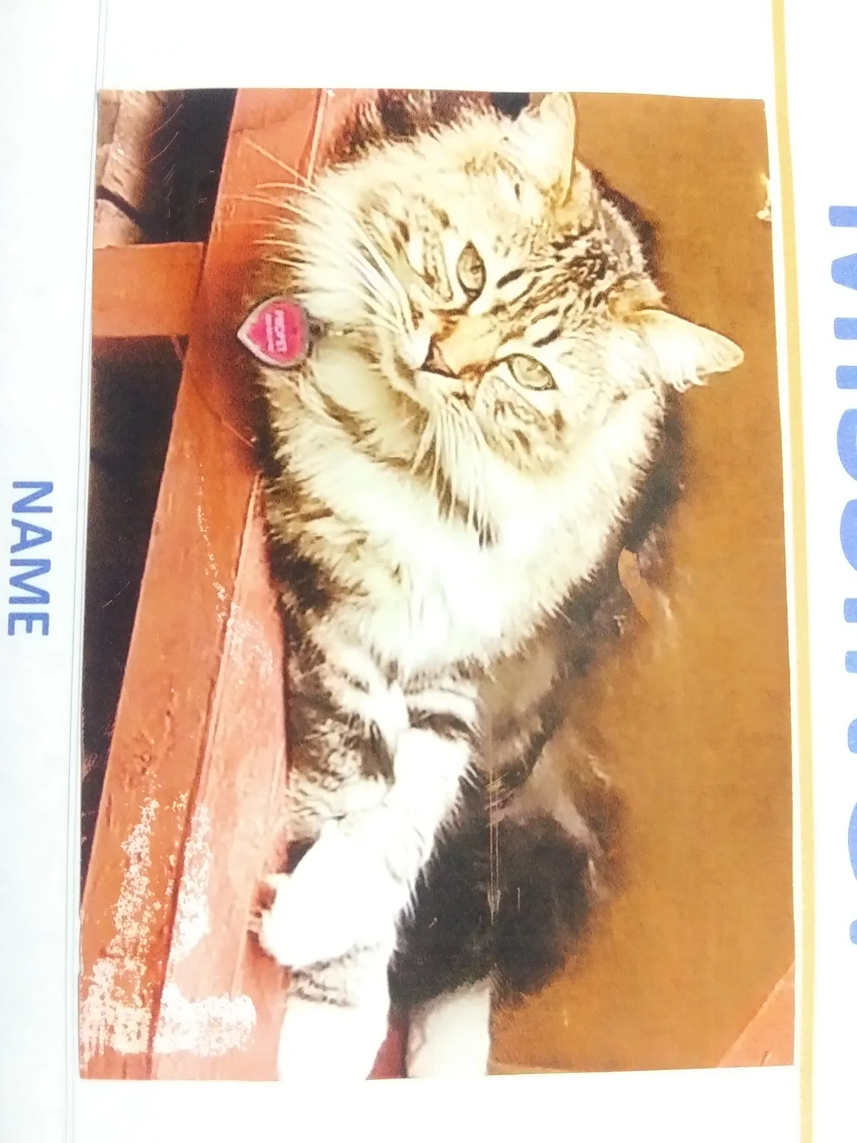 Lost cat in Claremont, NC, 28610