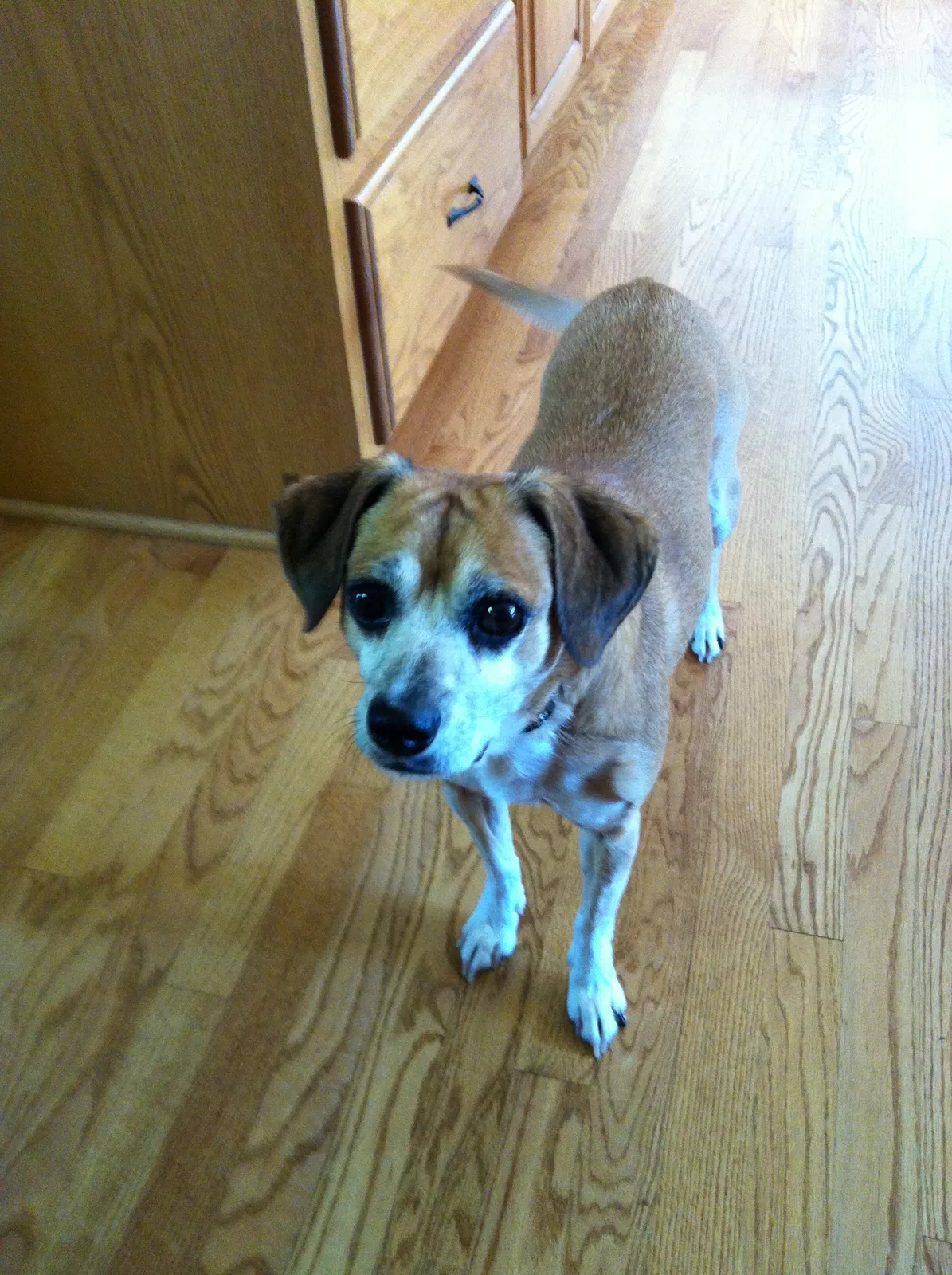Lost dog in Sacramento, CA, 95864
