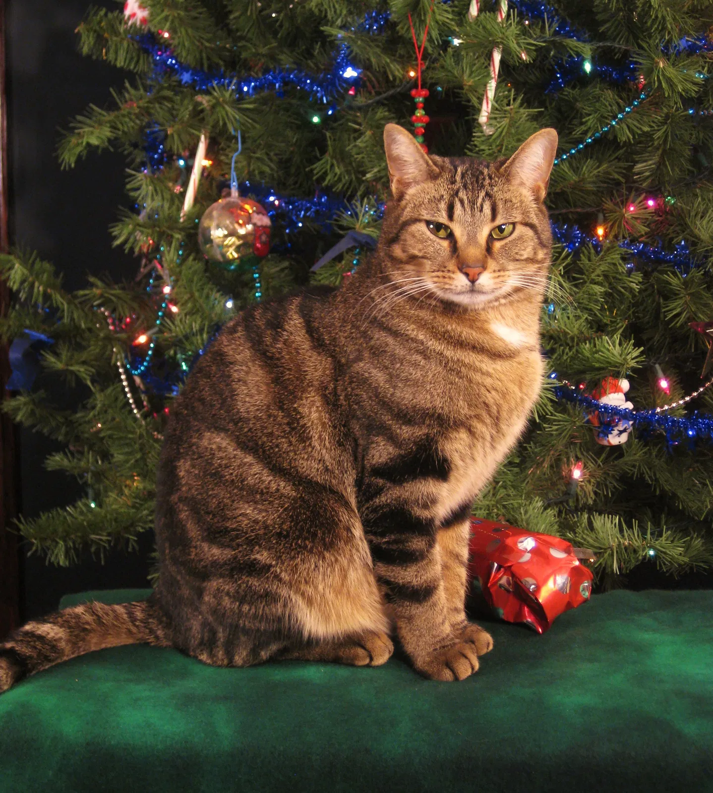 Lost cat in Saint Charles, IL, 60174