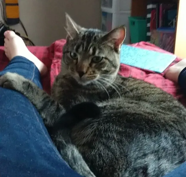 Lost cat in Kansas City, MO, 64118