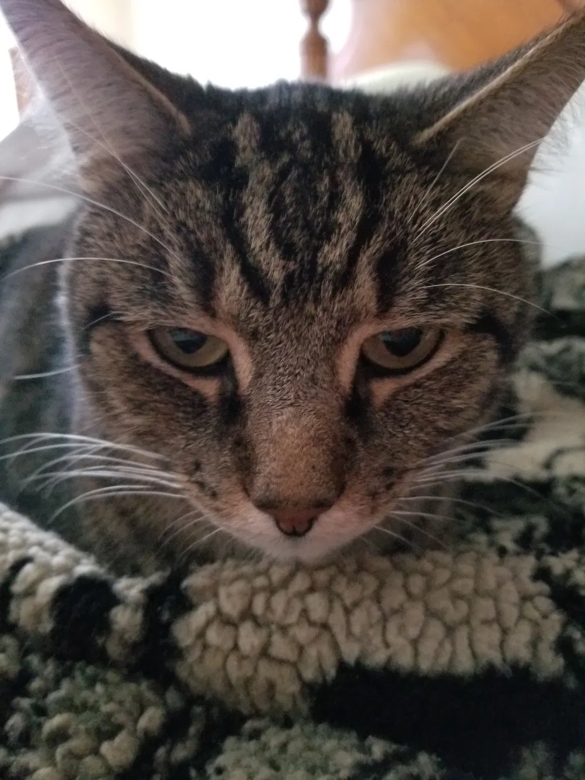 Lost cat in Novelty, OH, 44072