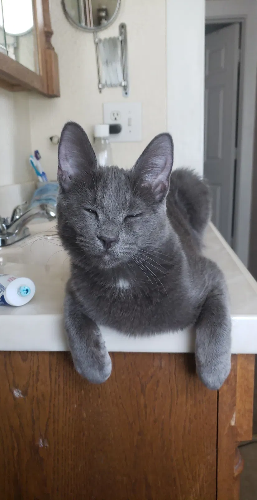 Lost cat in Toledo, OH, 43613