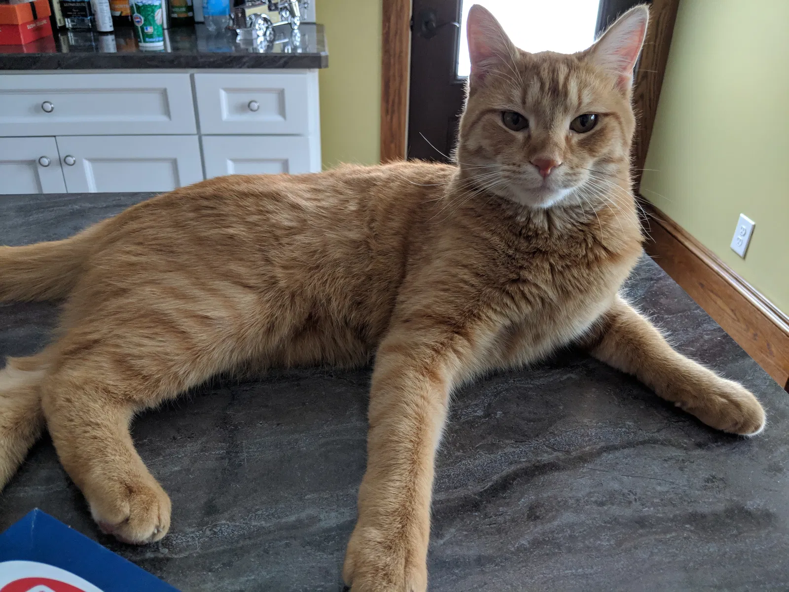 Lost cat in Lakewood, OH, 44107