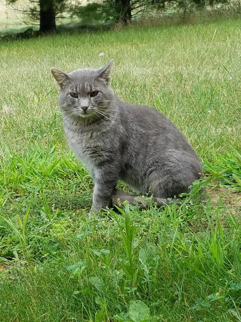 Lost cat in Oconomowoc, WI, 53066