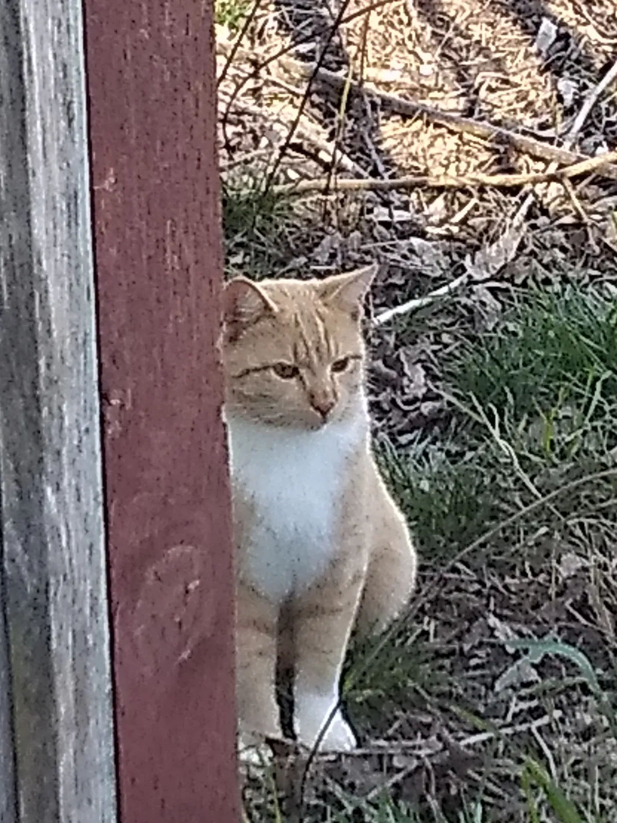 Lost cat in Rio Linda, CA, 95673