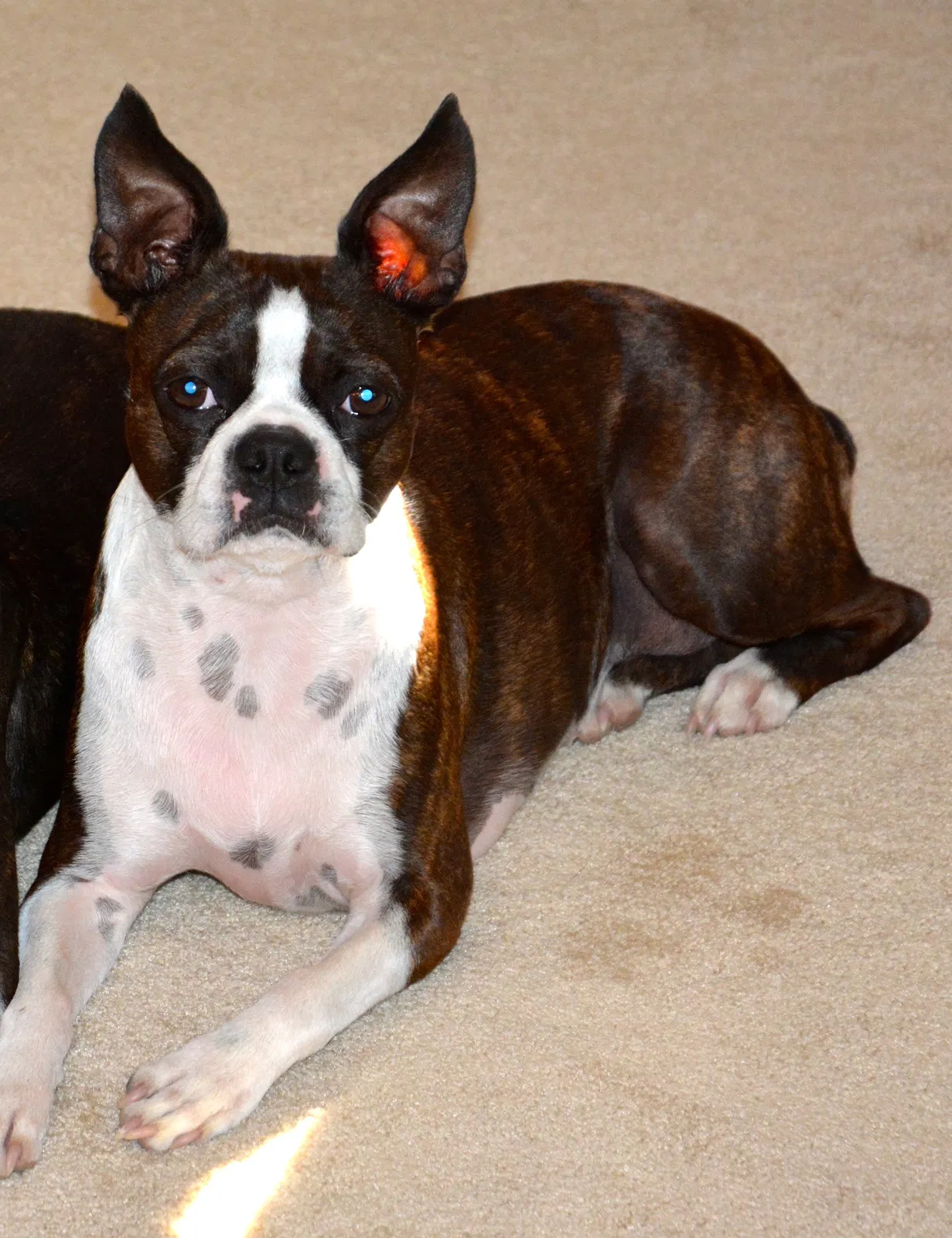 Lost dog in Merrill, WI, 54452