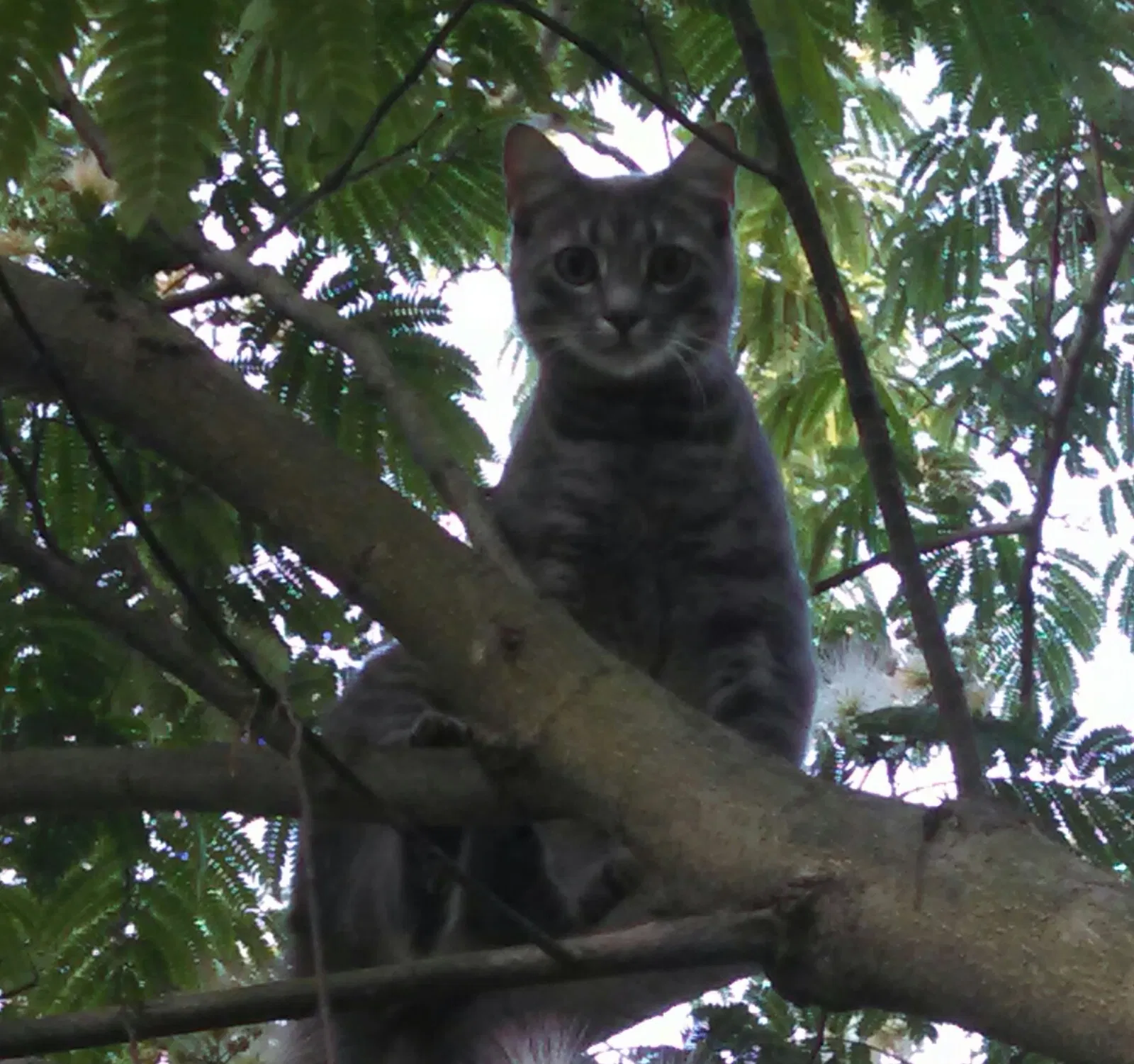 Lost cat in New Albany, IN, 47150