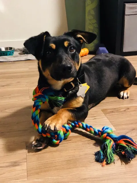 Lost dog in Portland, OR, 97210