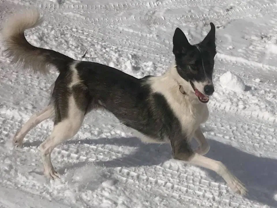Lost dog in Truckee, CA, 96161