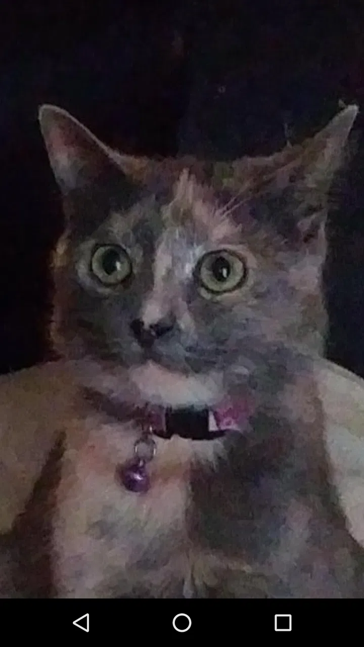 Lost cat in Griffin, GA, 30224