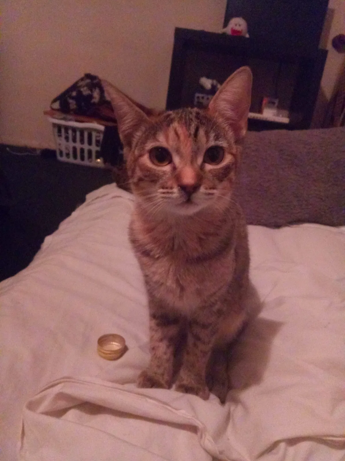 Lost cat in Mesa, AZ, 85206