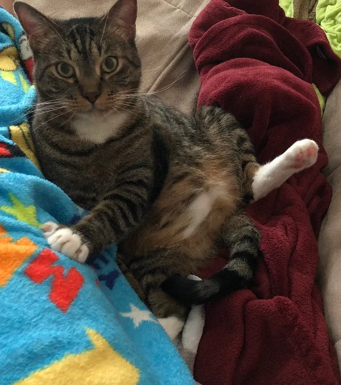 Lost cat in Tampa, FL, 33647