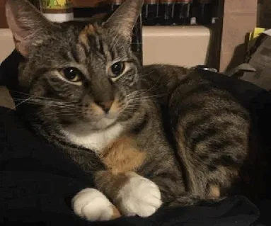 Lost cat in Unknown, TX, 79216