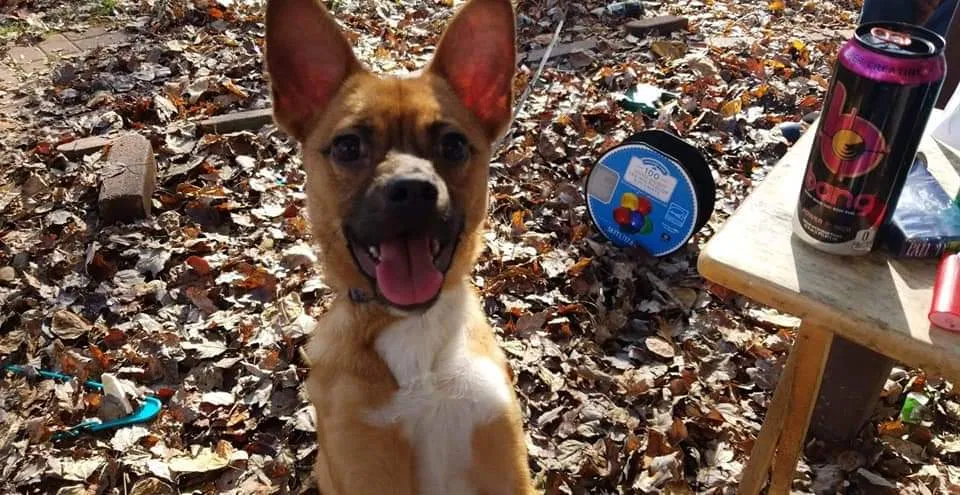 Lost dog in Nebo, KY, 42441