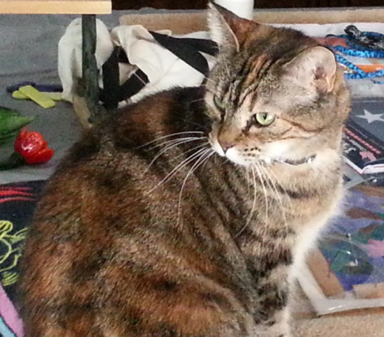 Lost cat in Aurora, IL, 60506