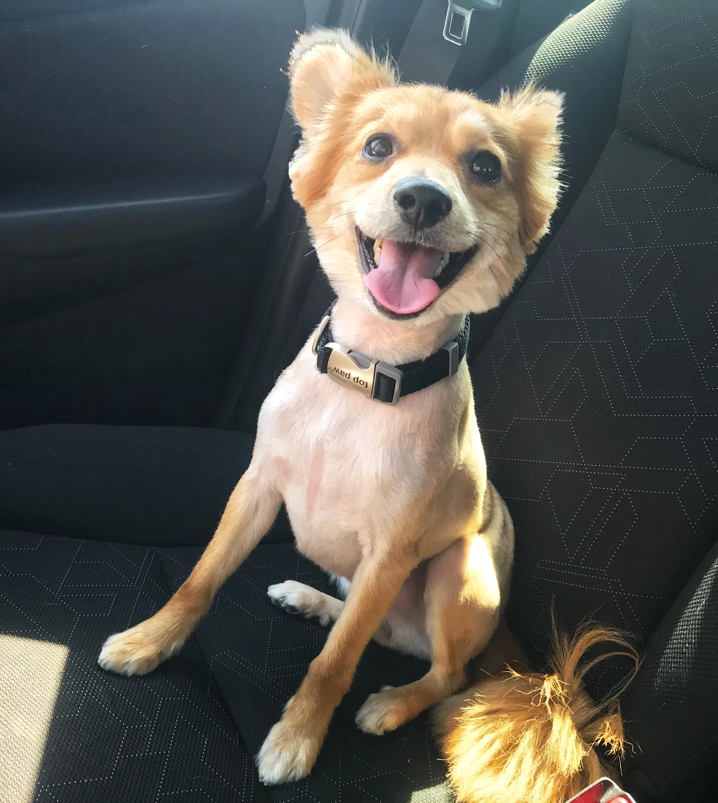 Lost dog in Owasso, OK, 74055