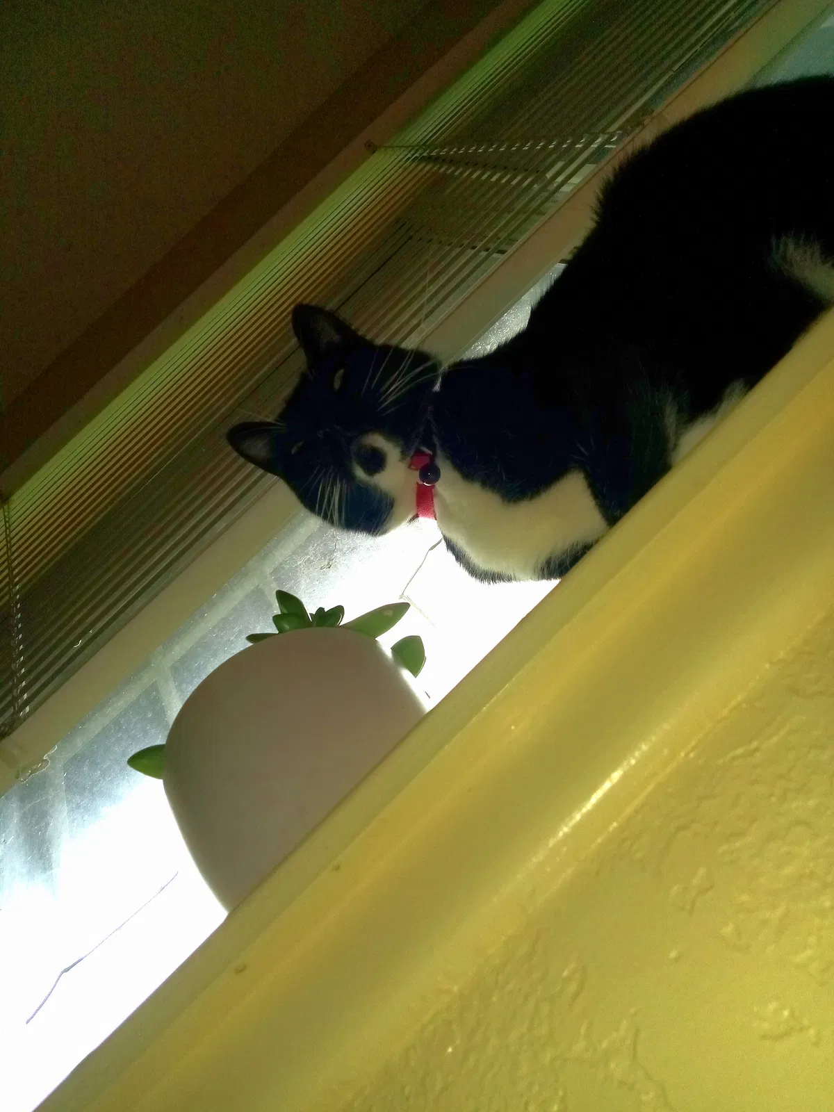 Lost cat in Clovis, CA, 93612