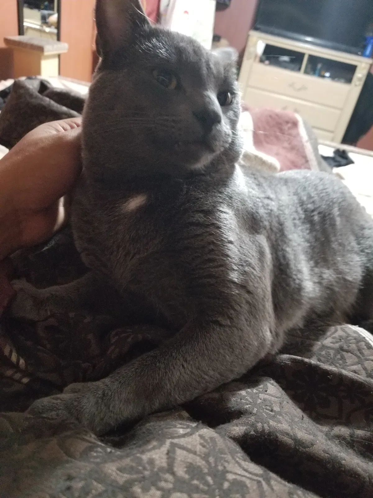 Lost cat in Denver, CO, 80234