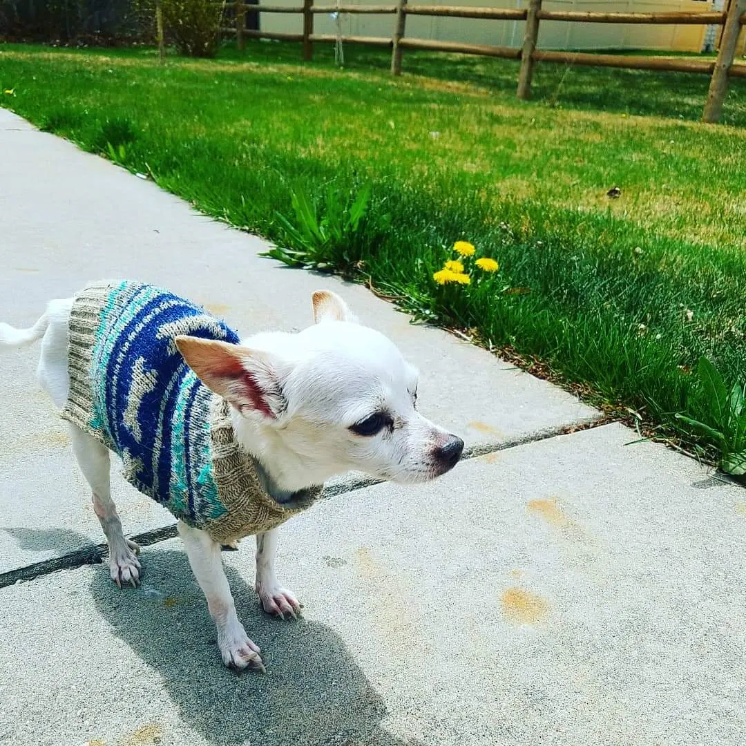 Lost dog in Greeley, CO, 80631