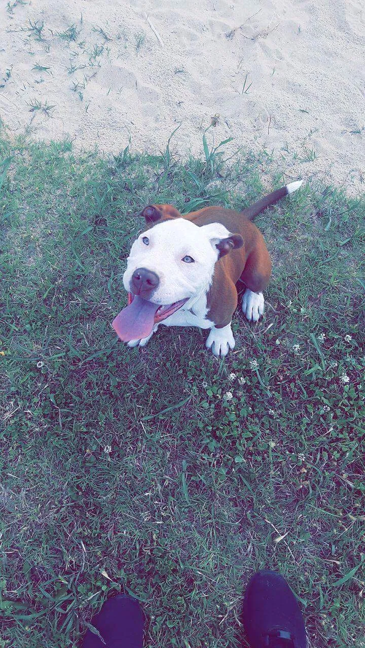 Lost dog in Wichita, KS, 67211
