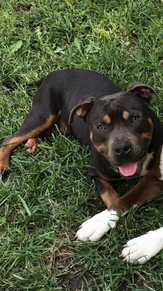 Lost dog in Wichita, KS, 67211