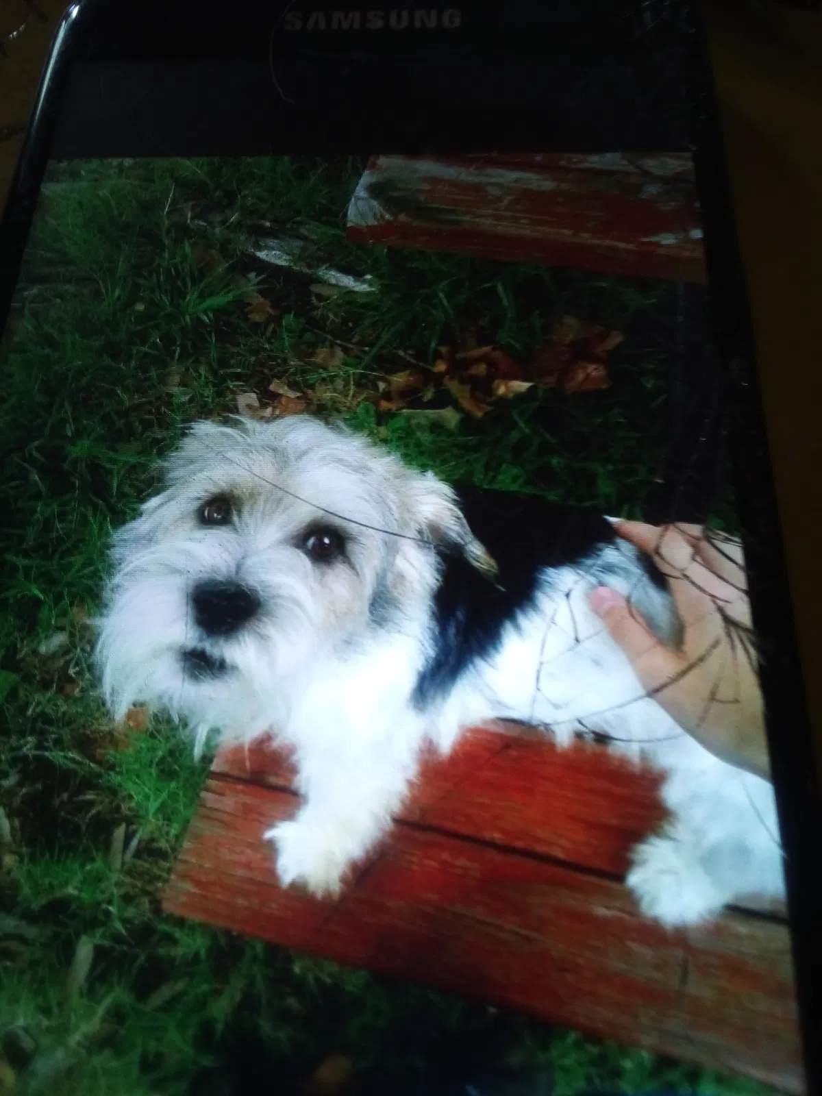 Lost dog in Cabot, AR, 72023