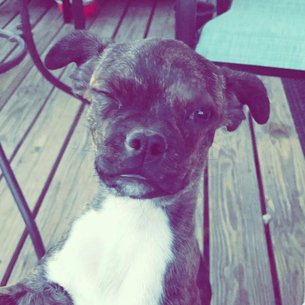 Lost dog in Colorado Springs, CO, 80904