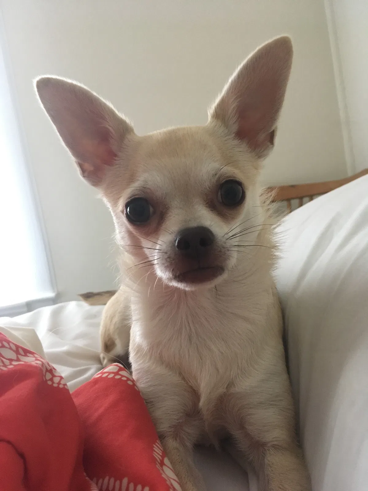 Lost dog in Swannanoa, NC, 28778