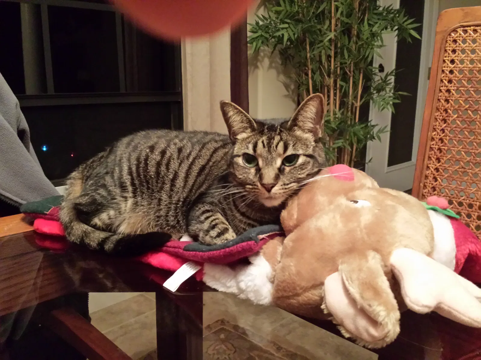 Lost cat in Merritt Island, FL, 32952