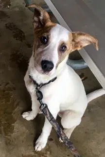 Lost dog in Little Rock, AR, 72211