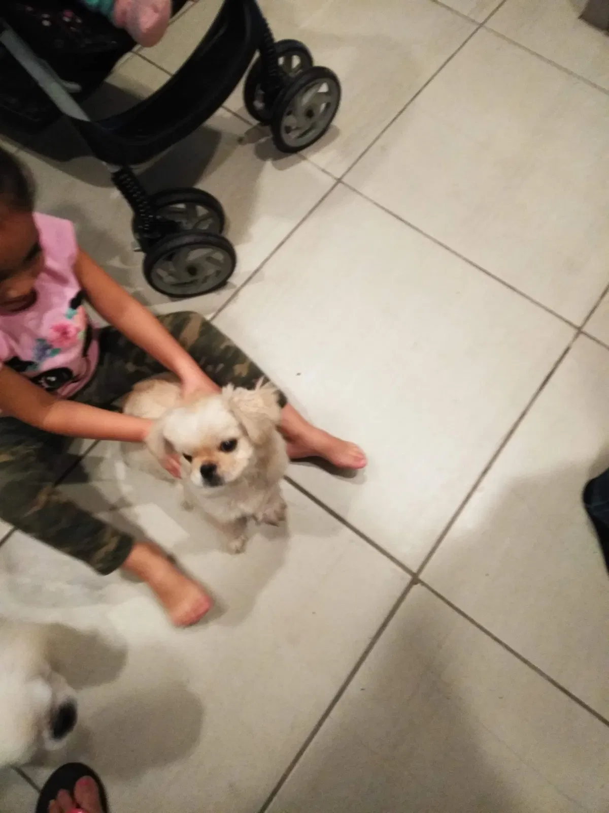Lost dog in Mercedes, TX, 78570