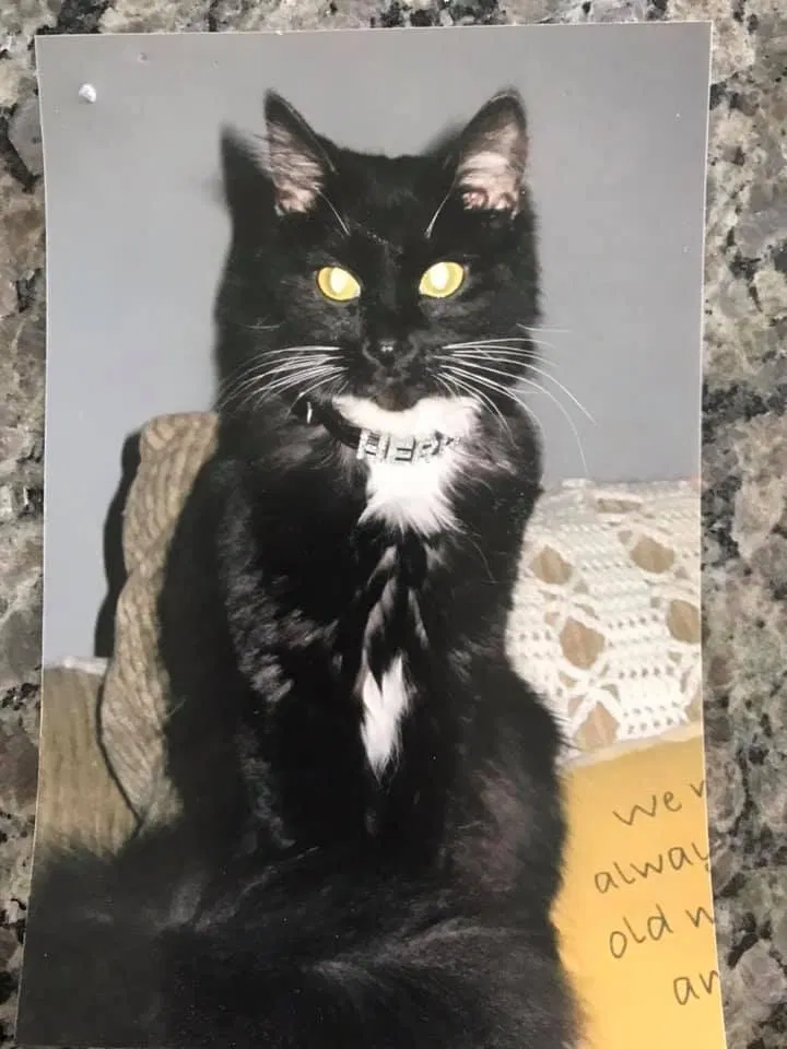 Lost cat in Akron, OH, 44312