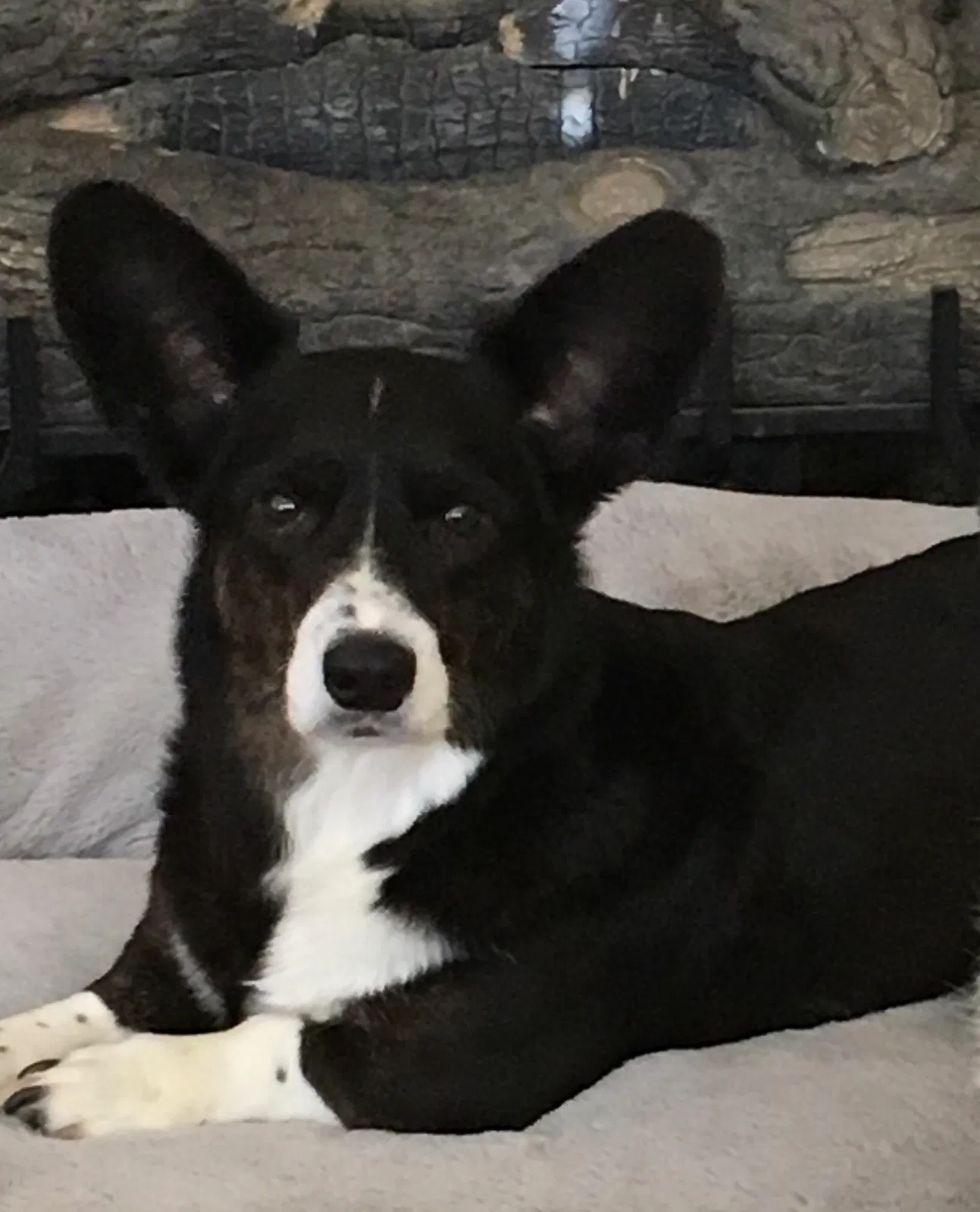 Lost dog in Hendersonville, NC, 28791