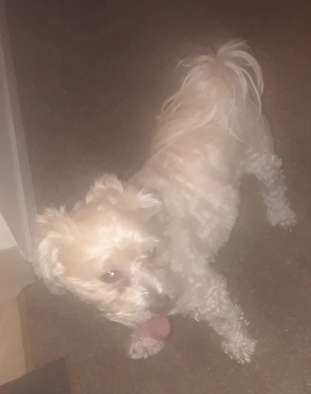 Lost dog in Unknown, IN, 466615