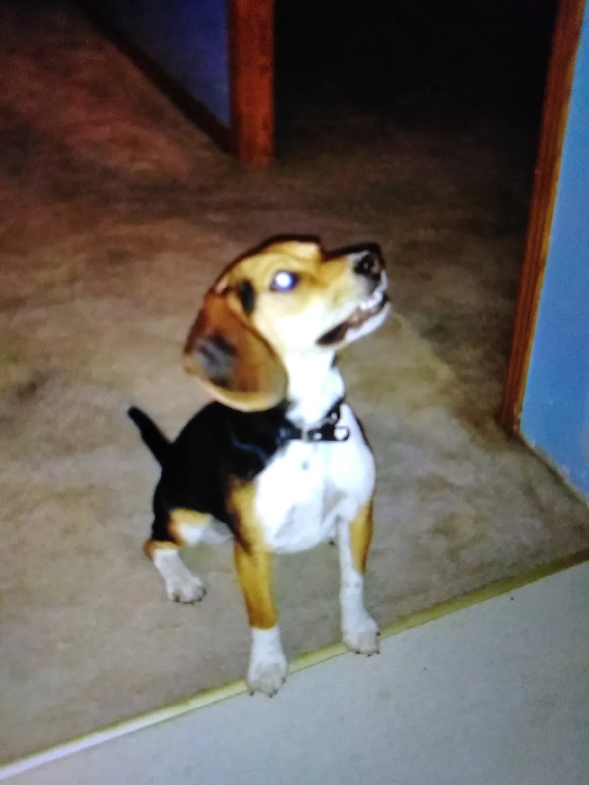 Lost dog in Marcellus, MI, 49067
