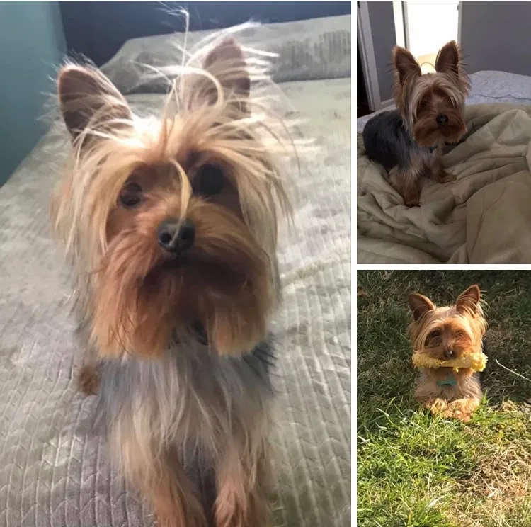 Lost dog in Louisville, KY, 40219