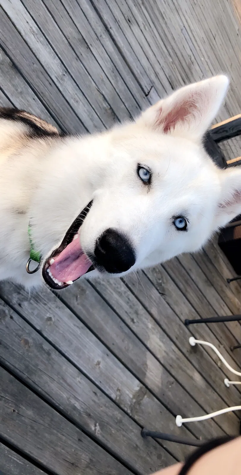 Lost dog in Sherwood, AR, 72120