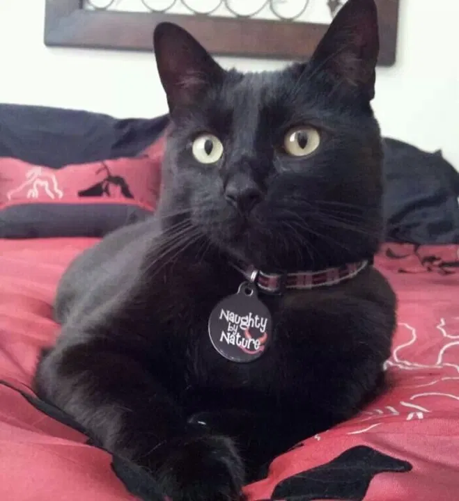 Lost cat in Oceanside, CA, 92058