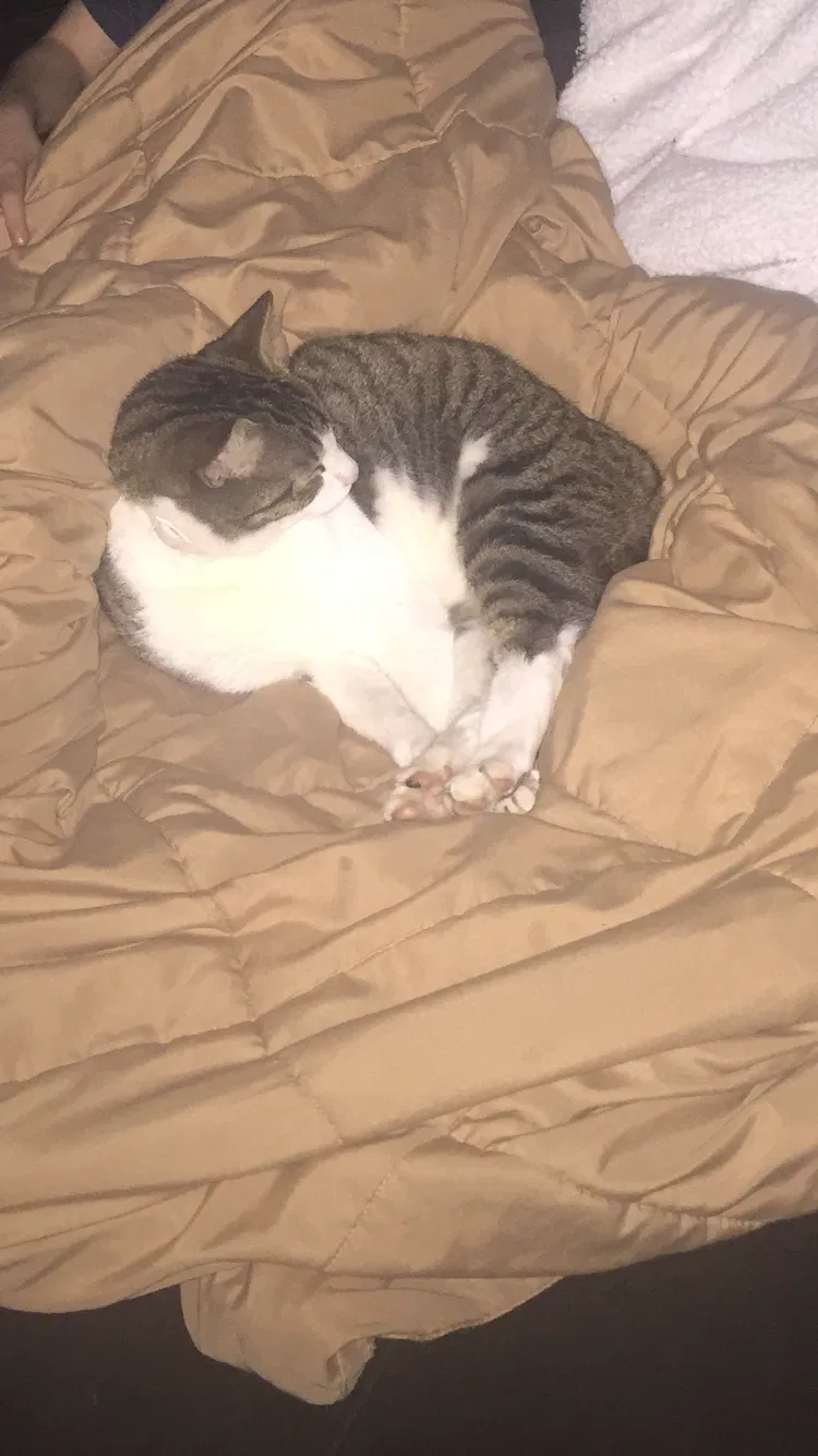 Lost cat in Arlington, WA, 98223