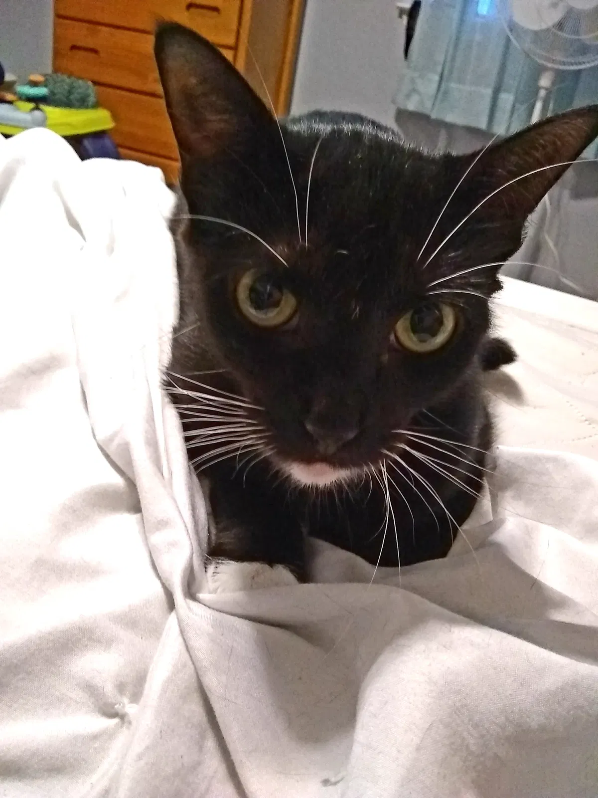 Lost cat in Killeen, TX, 76543