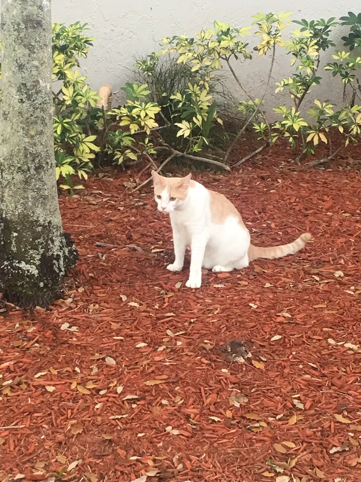 Lost cat in Pompano Beach, FL, 33073