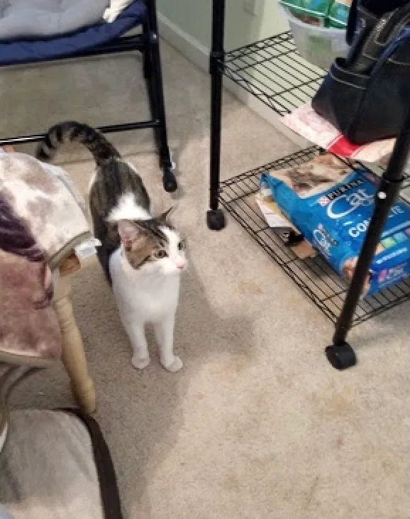 Lost cat in Maryville, TN, 37801