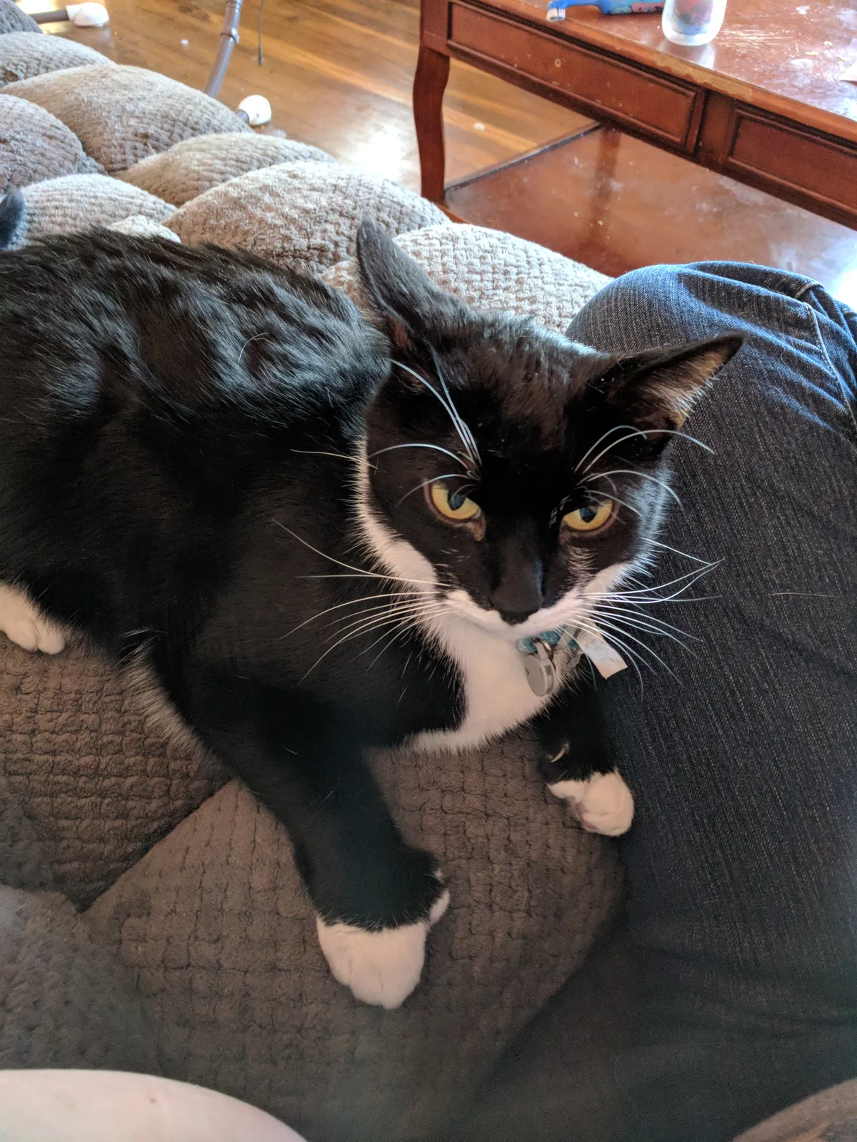 Lost cat in Somerset, NJ, 8873