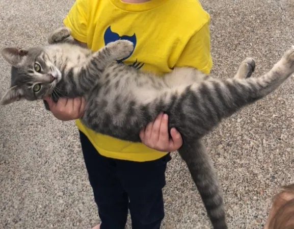 Lost cat in Laredo, TX, 78045