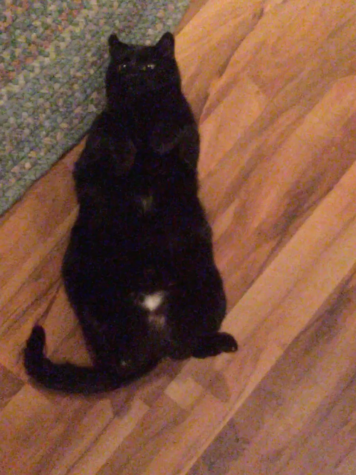 Lost cat in Hamburg, MN, 55339