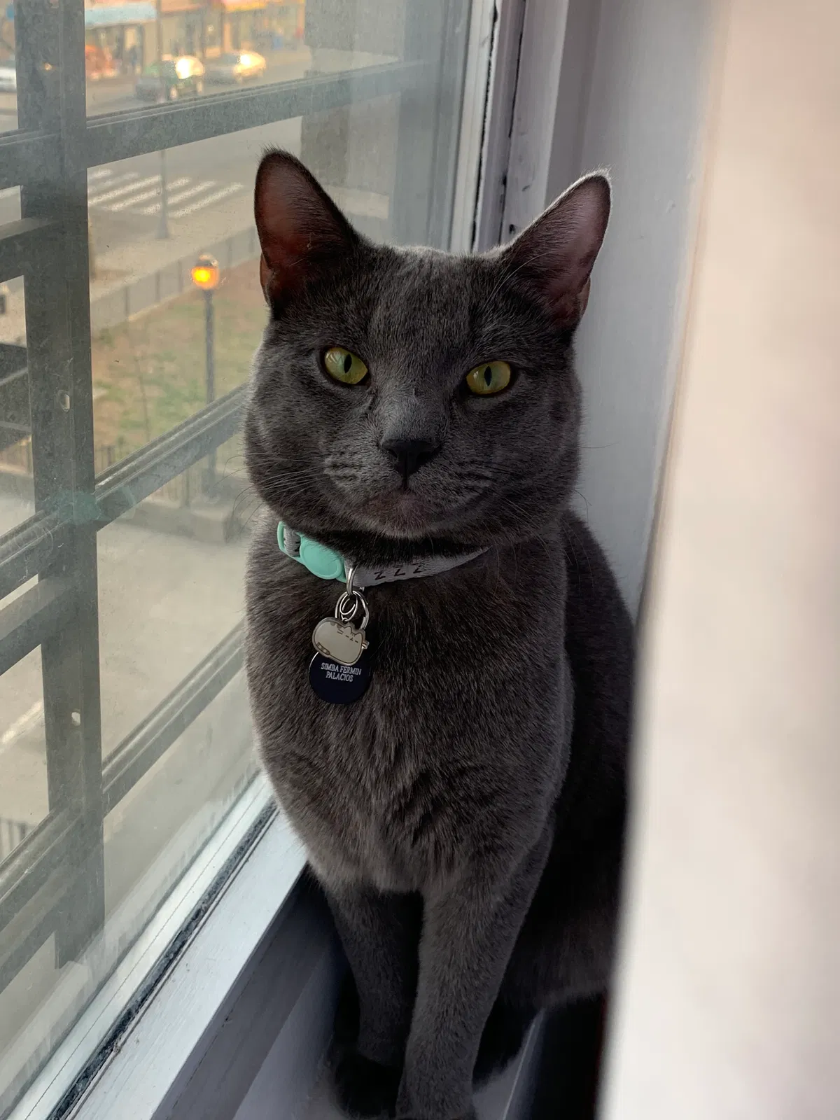 Lost cat in Brooklyn, NY, 11207