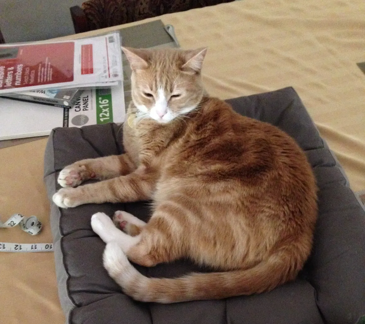Lost cat in Englewood, CO, 80112